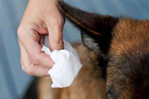 Cómo curar un perro infectado con garrapatas