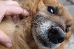 Garrapatas en perros: cómo quitarlas, tratamiento